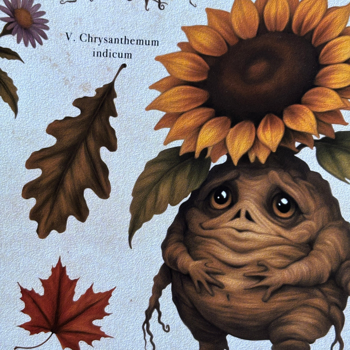 Impression A4 « Mandragores d’Automne ». Affiche botanique