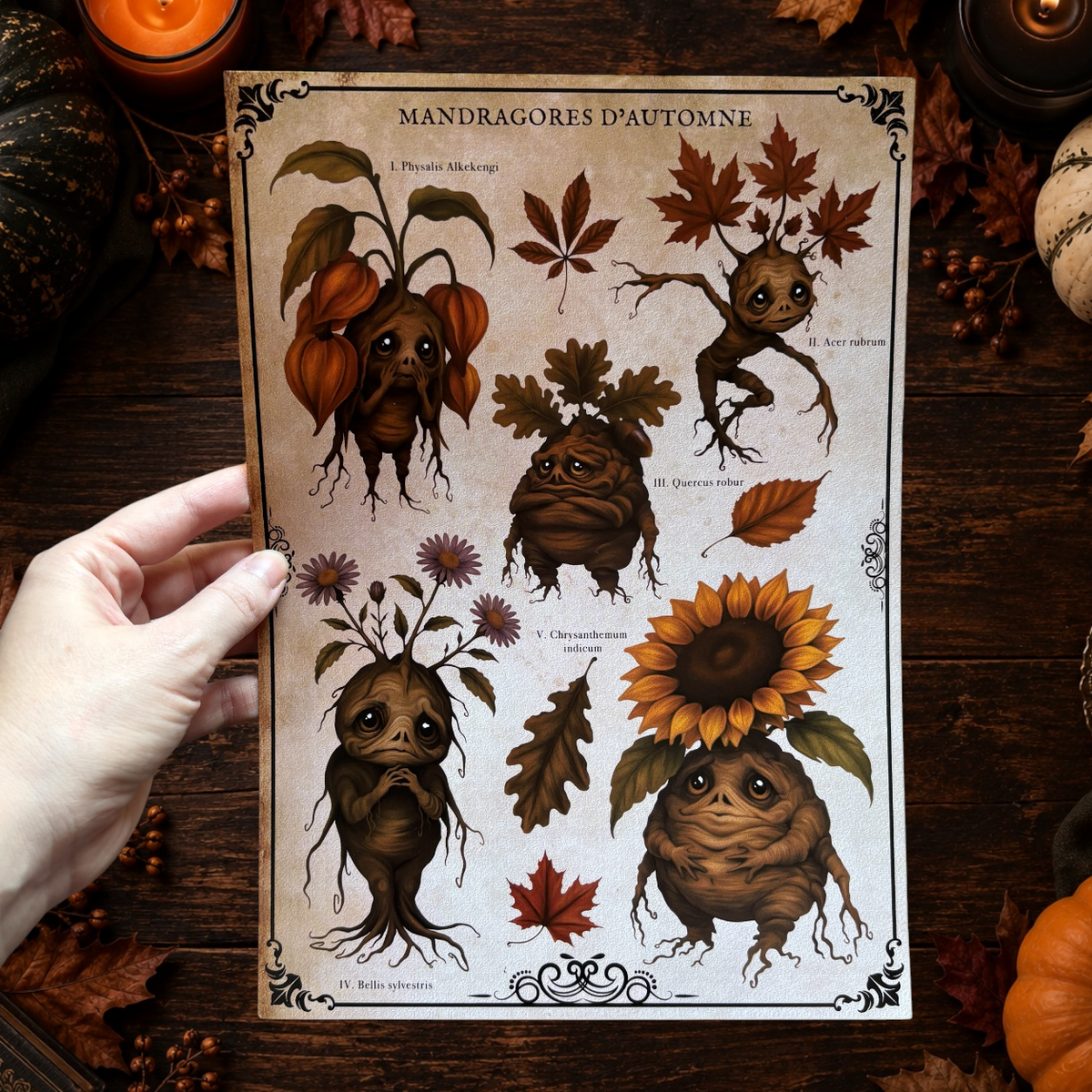 Impression A4 « Mandragores d’Automne ». Affiche botanique