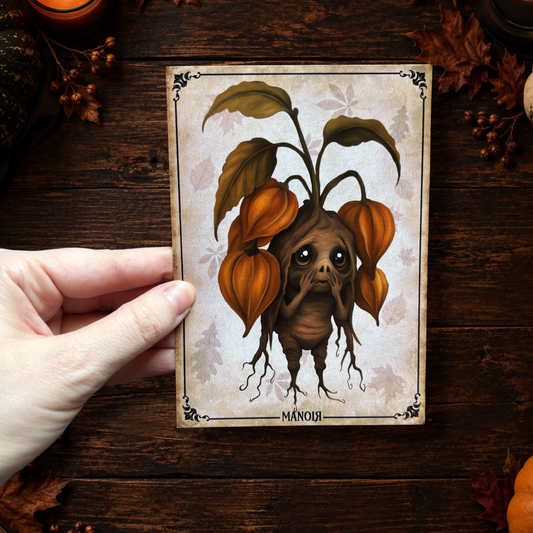Carte postale Mandragore Physalis. Illustration botanique automnale