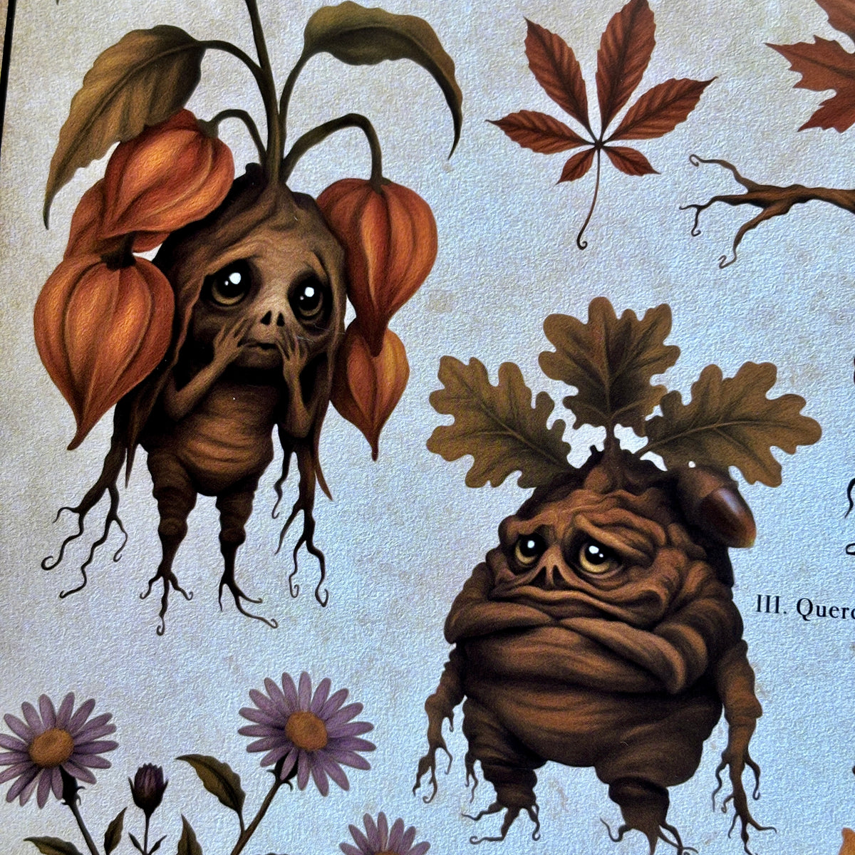 Impression A4 « Mandragores d’Automne ». Affiche botanique