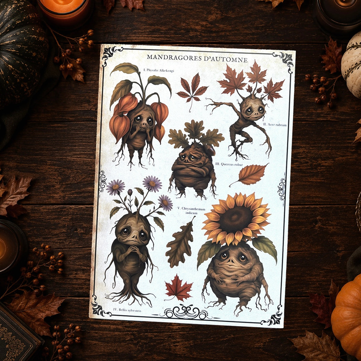 Impression A4 « Mandragores d’Automne ». Affiche botanique