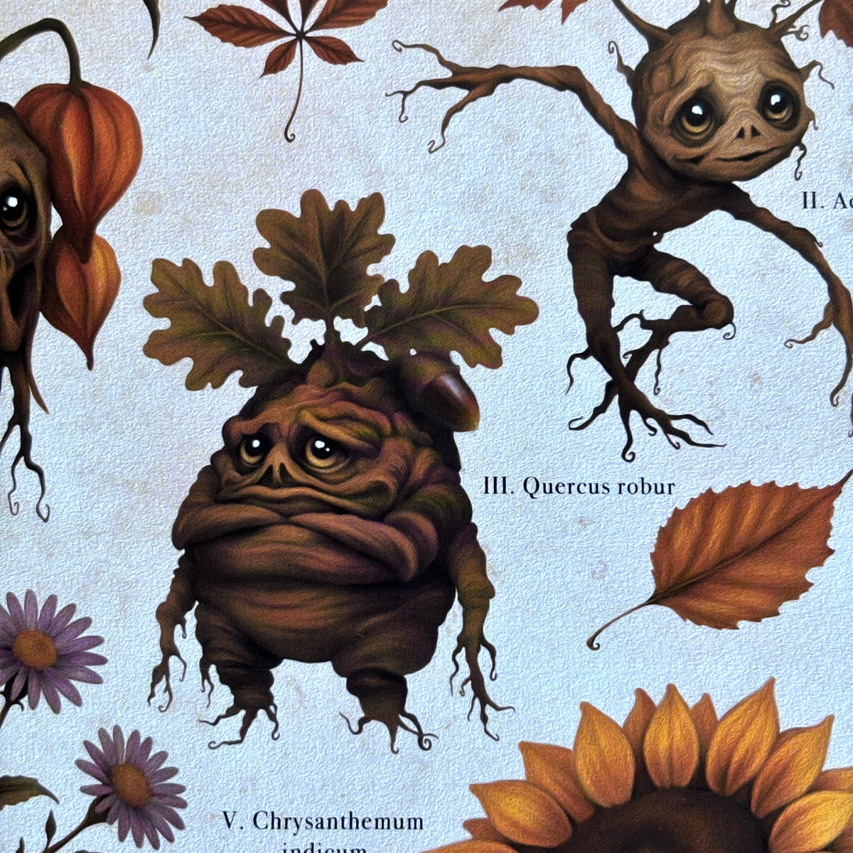 Impression A4 « Mandragores d’Automne ». Affiche botanique