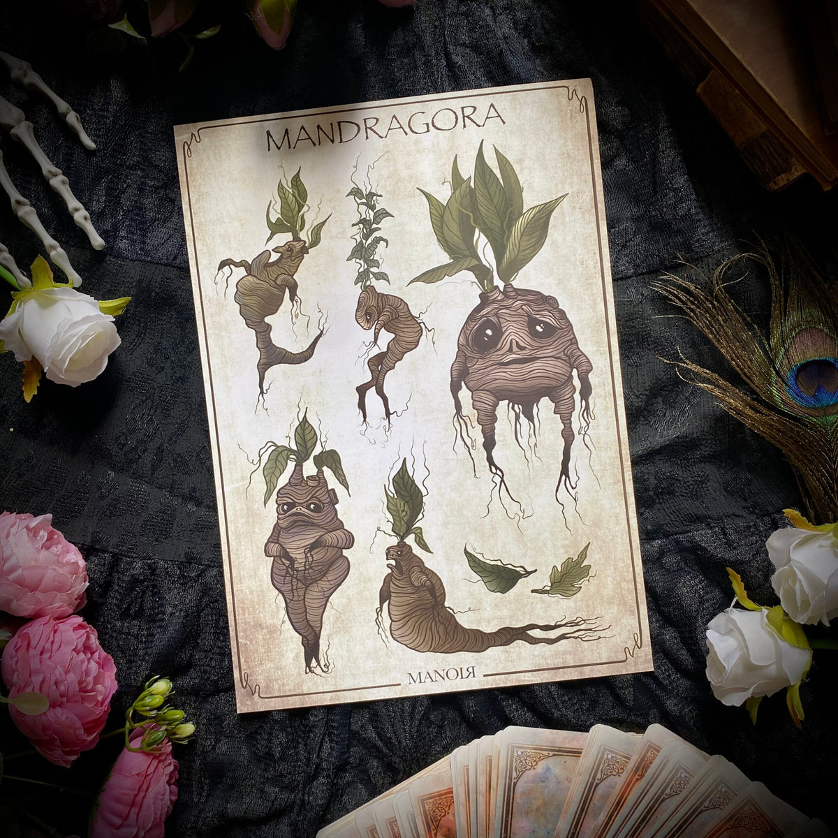 Mandragora. Impression A4.