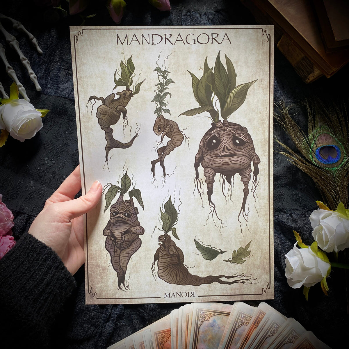 Mandragora. Impression A4.
