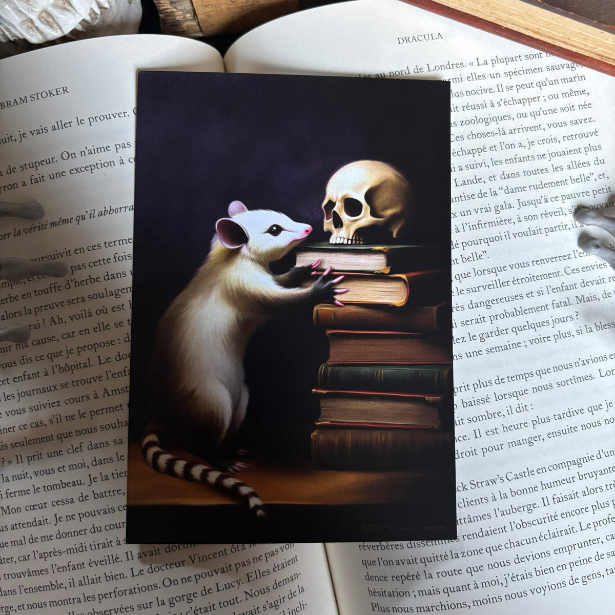 Un opossum aux Archives. Impression A4 et A6