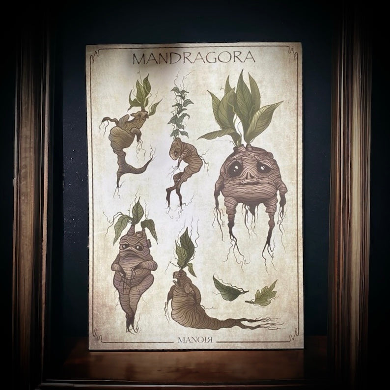Mandragora. Impression A4.